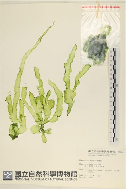 長片石蓴, 裂片石蓴藏品圖，第1張