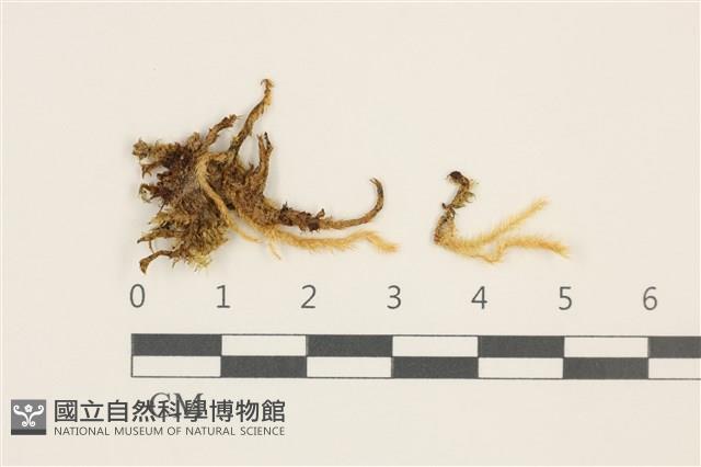 威氏青蘚藏品圖，第1張