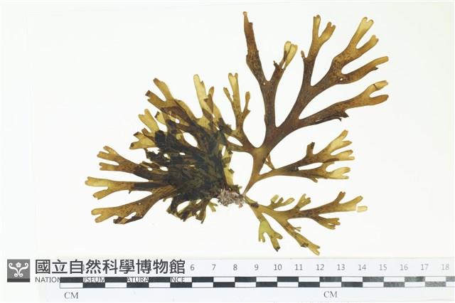 厚網目藻藏品圖，第1張