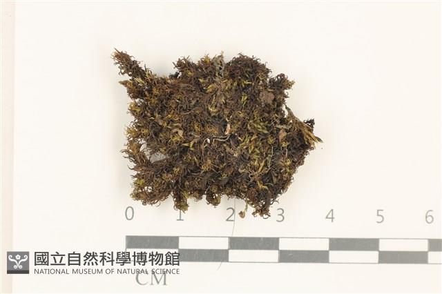 角齒蘚藏品圖，第1張