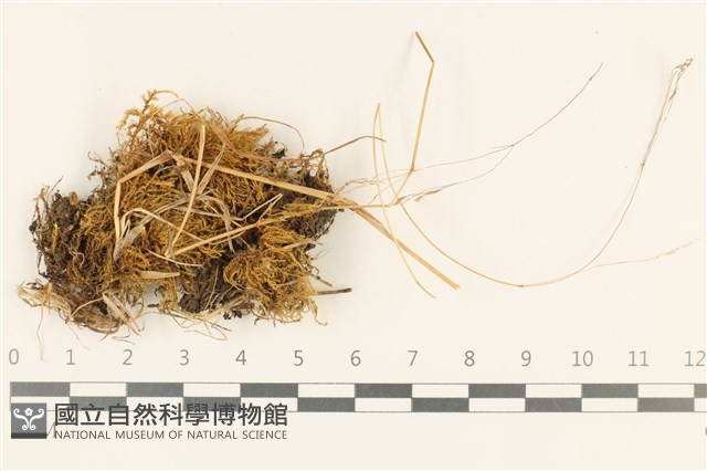 登錄號:B00013702藏品圖，第1張