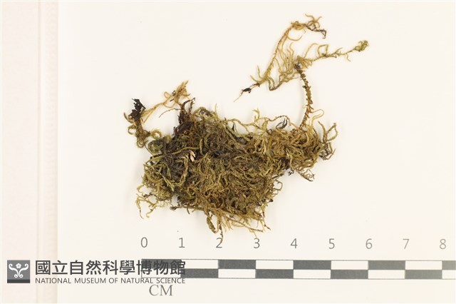 細枝青蘚藏品圖，第1張