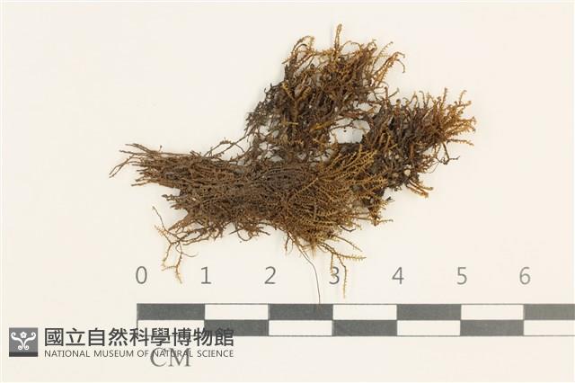 登錄號:B00016682藏品圖，第1張
