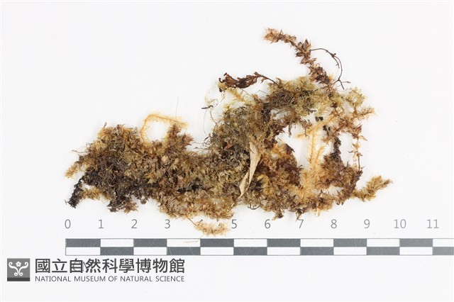 登錄號:B00004682藏品圖，第1張