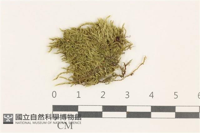 羽枝青蘚藏品圖，第1張