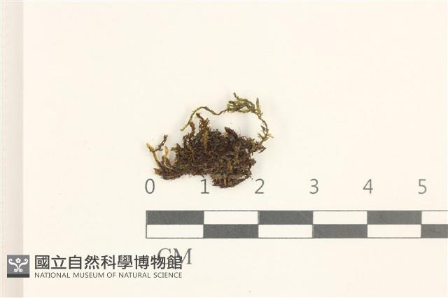 小珠蘚藏品圖，第1張