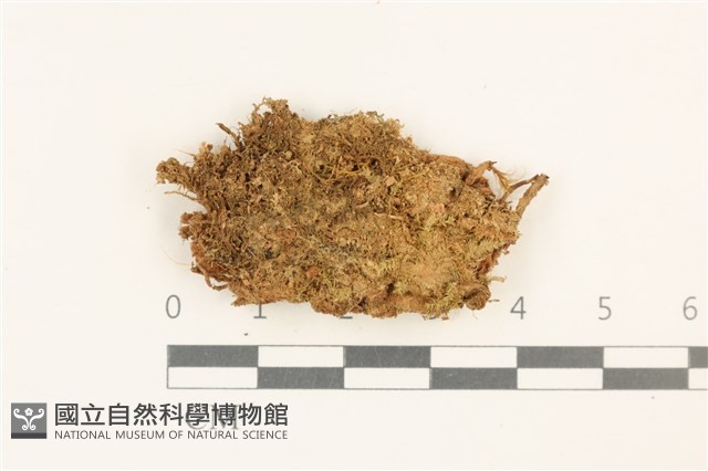 大萼苔科藏品圖，第1張