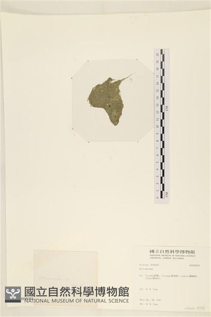登錄號:A00008082藏品圖，第3張