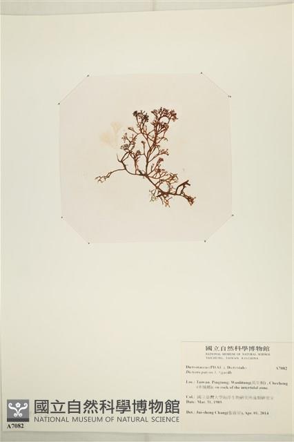 刺叉網地藻藏品圖，第3張
