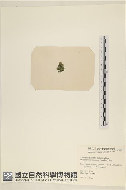 網球藻藏品圖，第3張