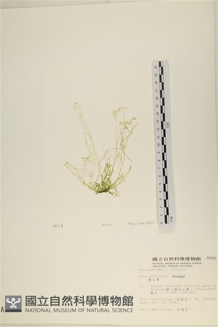 網石蓴藏品圖，第1張