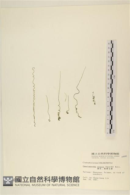 粗硬毛藻, 綠苔藏品圖，第1張