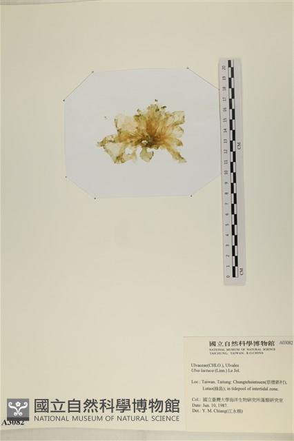 大石蓴, 石蓴藏品圖，第3張