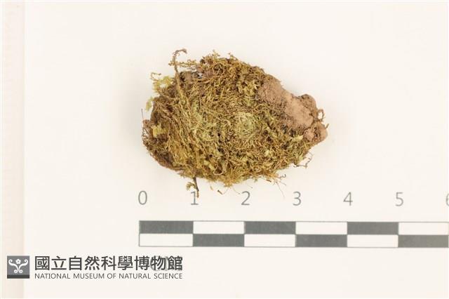 扭口蘚藏品圖，第1張