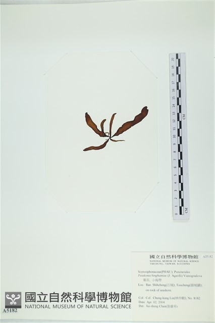 葉苔, 小海帶藏品圖，第3張