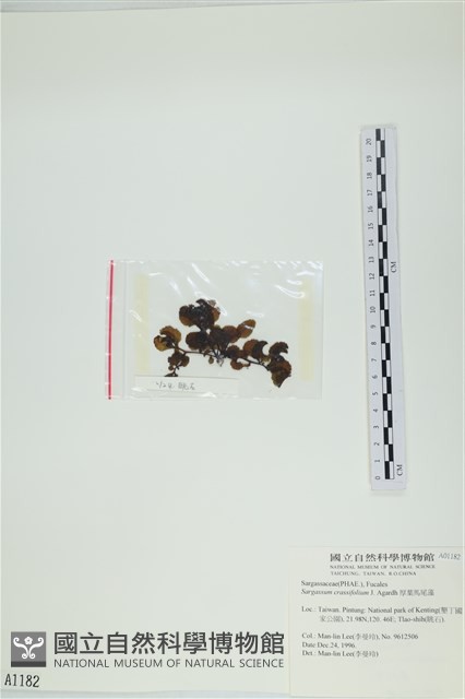 厚葉馬尾藻藏品圖，第3張