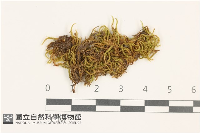 登錄號:B00009582藏品圖，第1張