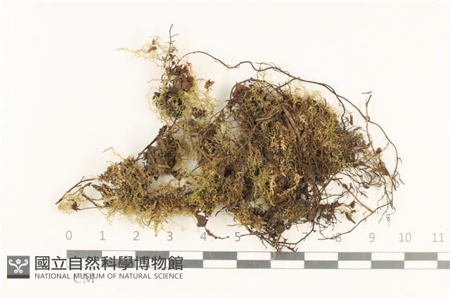 登錄號:B00004582藏品圖，第1張