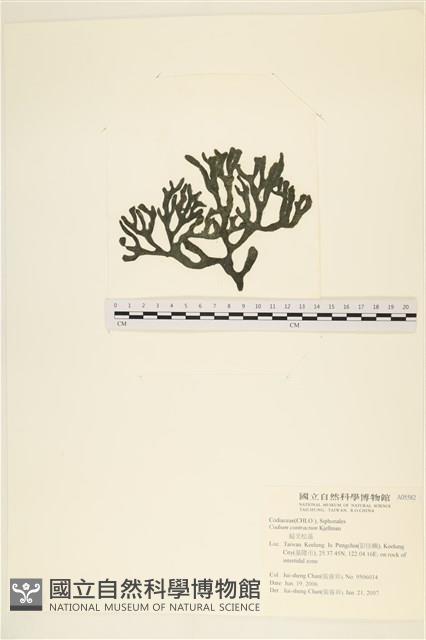 登錄號:A00005582藏品圖，第1張