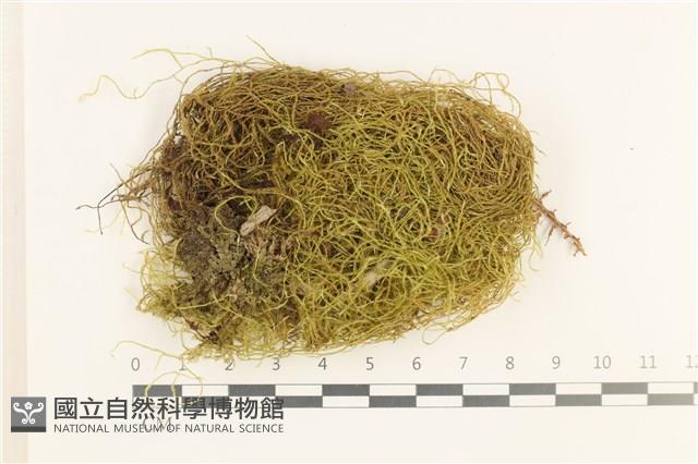 多疣懸蘚藏品圖，第1張