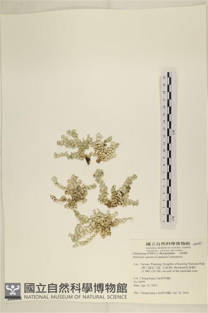 仙掌藻, 海仙人掌藏品圖，第1張