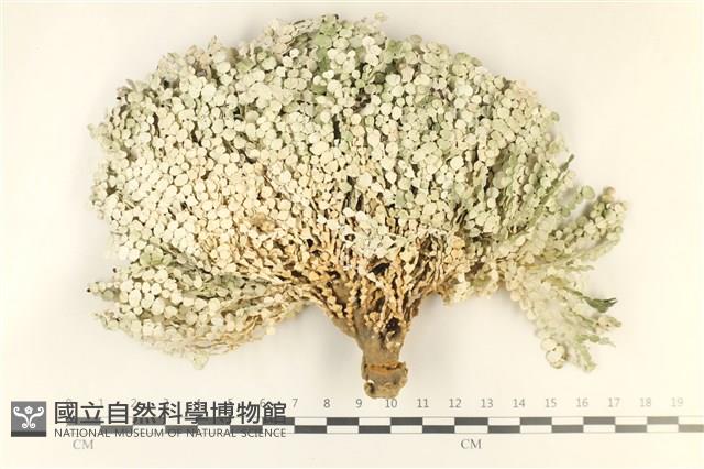 盤狀仙掌藻藏品圖，第1張