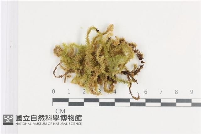 登錄號:B00003482藏品圖，第1張