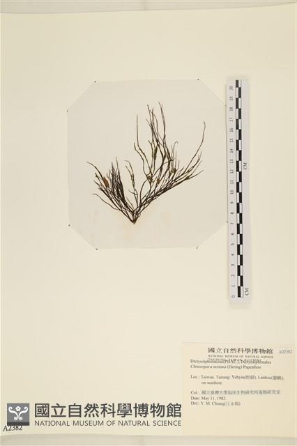 小毛孢藻, 小鹿角苔藏品圖，第3張