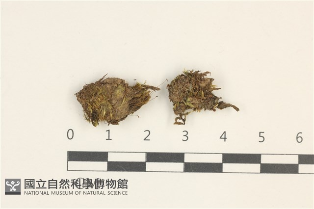 紅色異毛蘚藏品圖，第1張