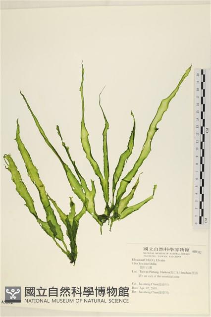 長片石蓴, 裂片石蓴藏品圖，第1張