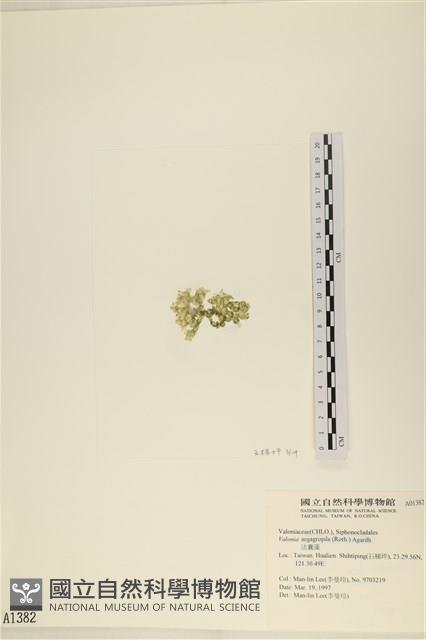 法囊藻藏品圖，第3張
