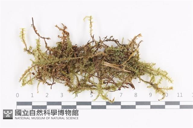 登錄號:B00013382藏品圖，第1張