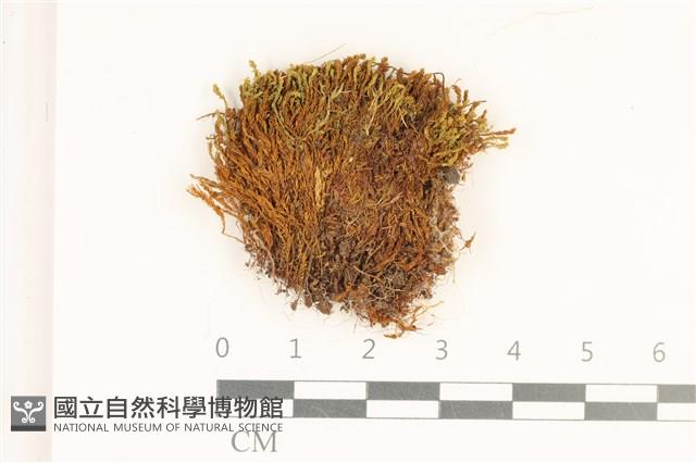 登錄號:B00017782藏品圖，第1張