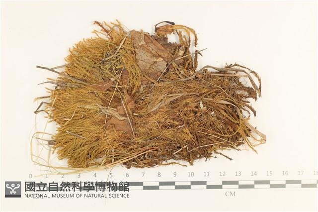 沼澤皺蒴蘚藏品圖，第1張