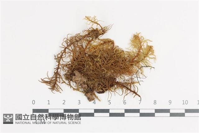 登錄號:B00018638藏品圖，第1張
