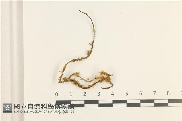 登錄號:B00009638藏品圖，第1張