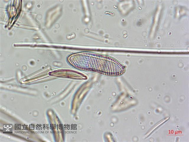 登錄號:A00004638藏品圖，第4張