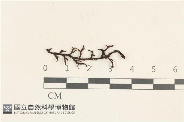 登錄號:B00020638藏品圖，第1張
