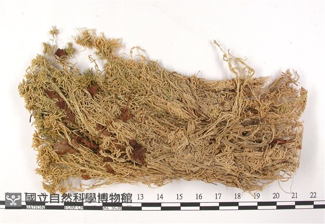 白齒泥炭蘚藏品圖，第1張