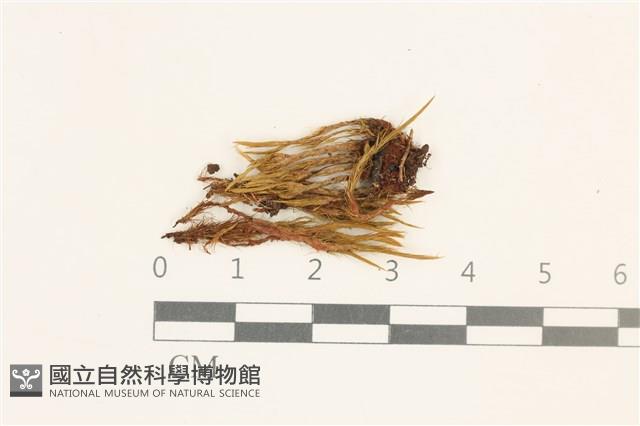 登錄號:B00009238藏品圖，第1張