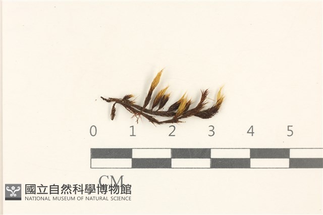 登錄號:B00005038藏品圖，第1張