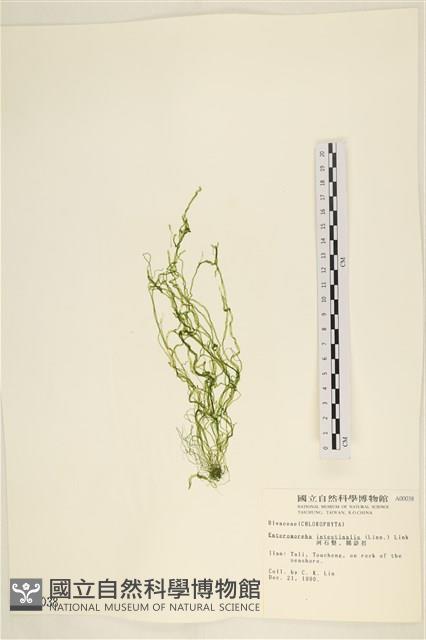 腸滸苔, 河石髮藏品圖，第1張