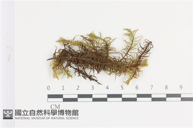 山羽蘚藏品圖，第1張