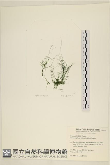 筋條石髮藏品圖，第1張