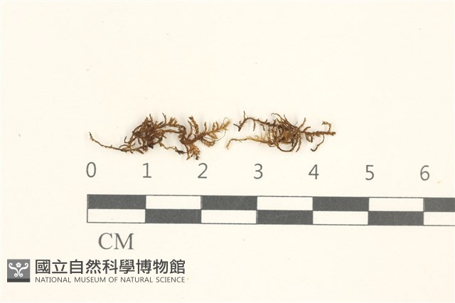登錄號:B00015138藏品圖，第1張