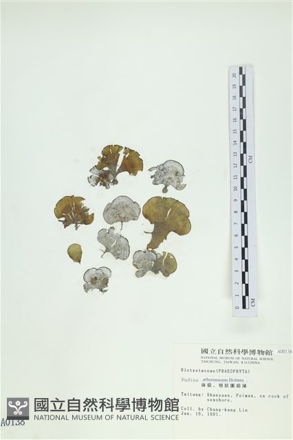 樹狀團扇藻藏品圖，第1張
