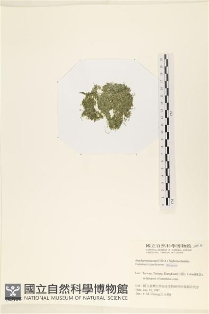 指枝藻藏品圖，第3張