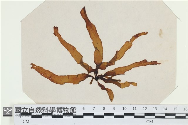 登錄號:A00002538藏品圖，第1張