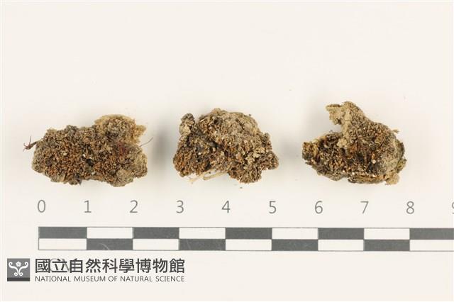 登錄號:B00019538藏品圖，第1張