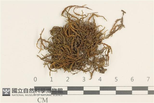 登錄號:B00009538藏品圖，第1張